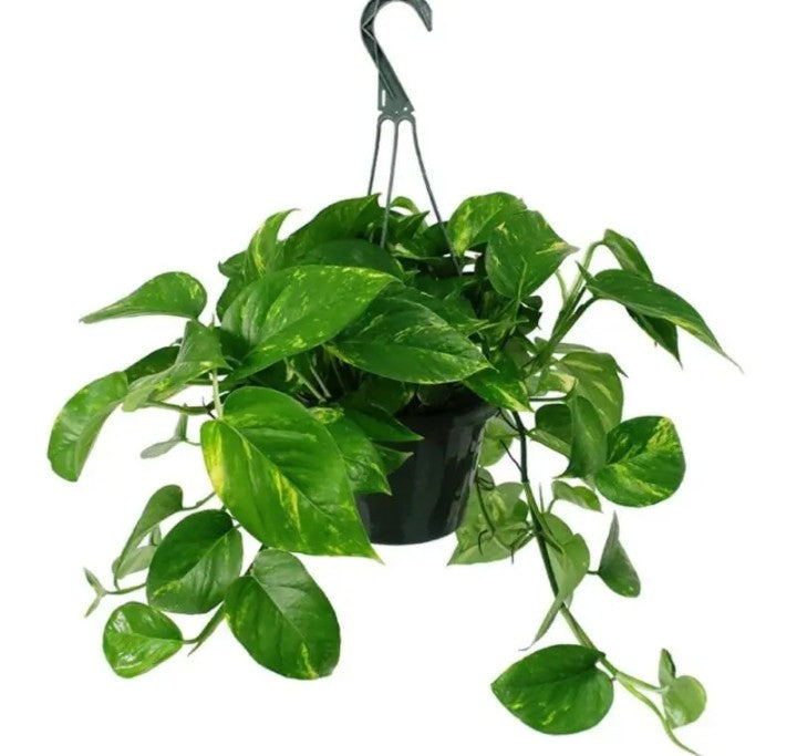 Golden Pothos