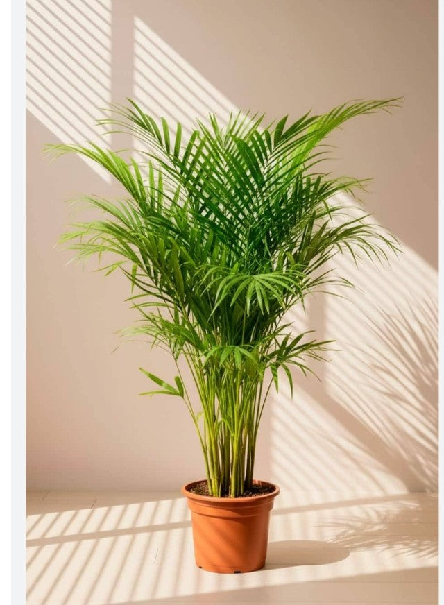 Areca Palm