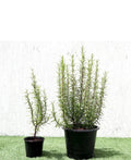 Rosemary