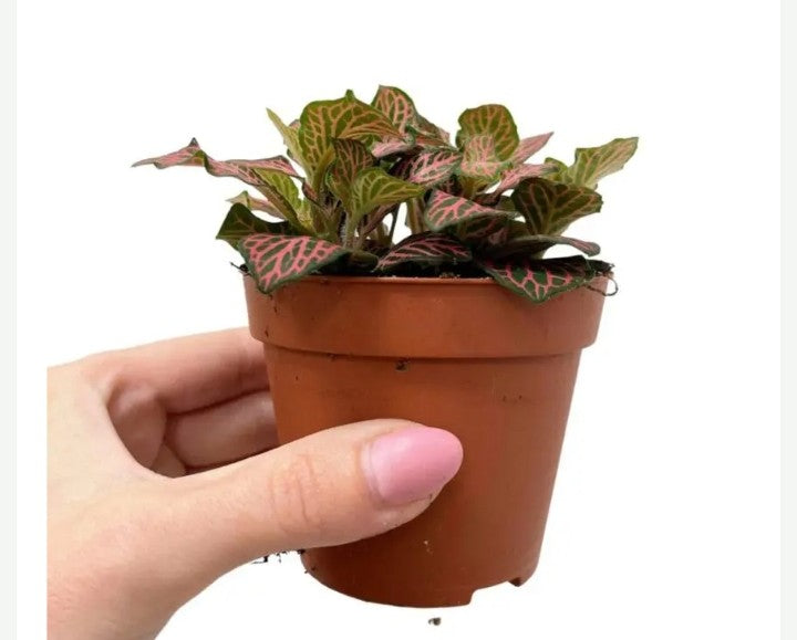 Fittonia - Nerve Plant - Mosaic Plant