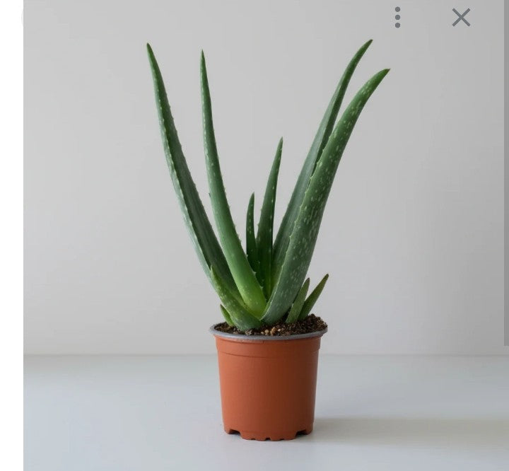 Aloe vera