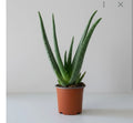 Aloe vera