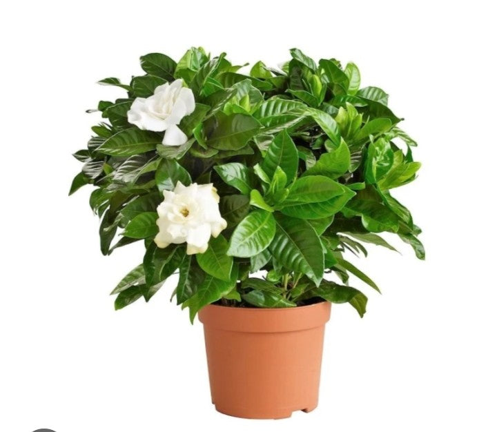 Gardenia jasminoides