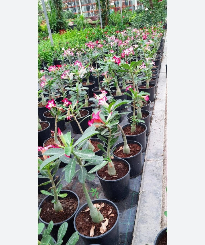 Adenium Plant