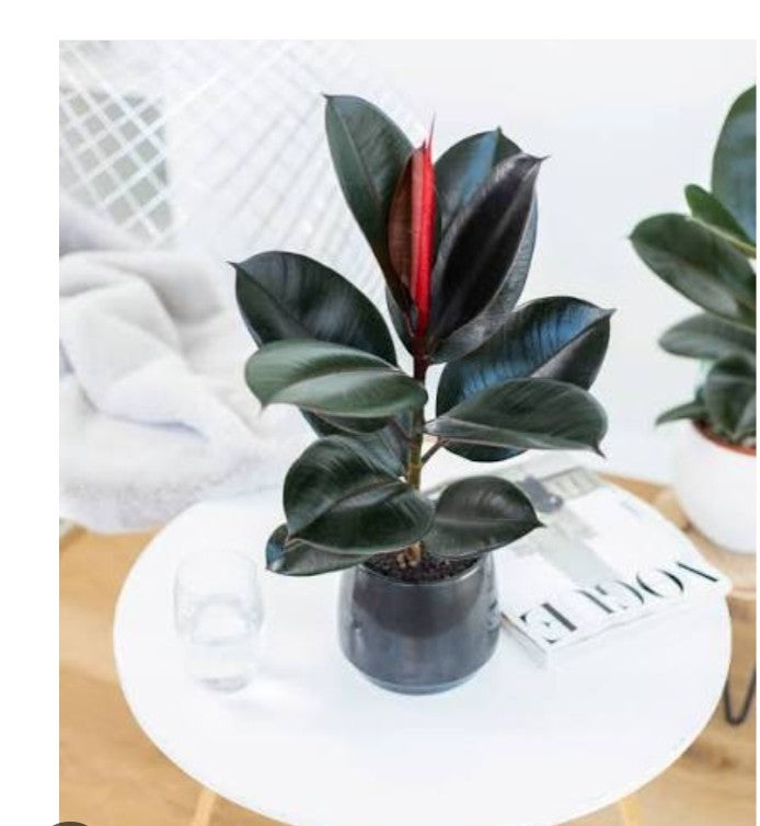 Rubber plant Rad