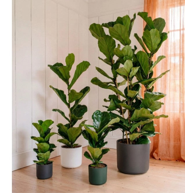 Ficus lyrata (big)1 with pot