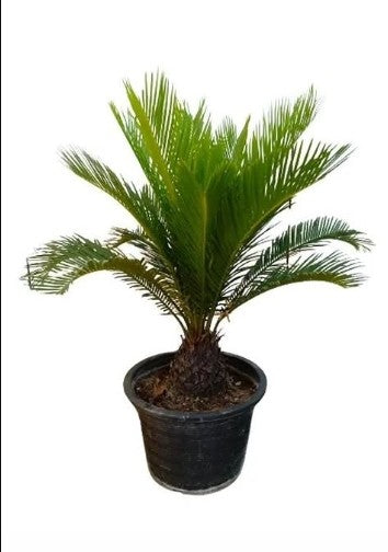 Cycas Revoluta