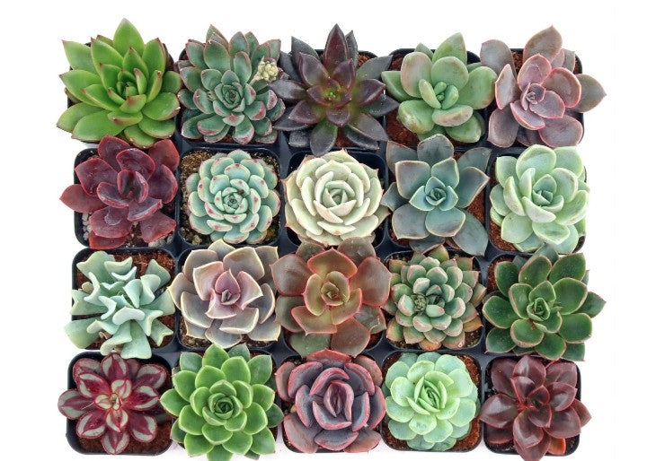 Echeveria perle von nurberg