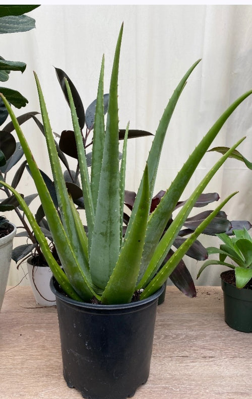 Aloe vera