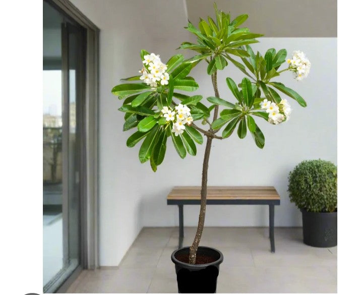 Plumeria rubra