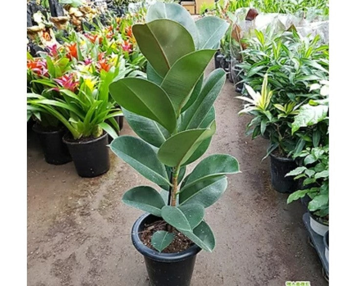 Rubber plant