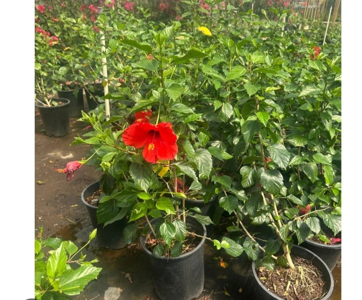 Hibiscus Red