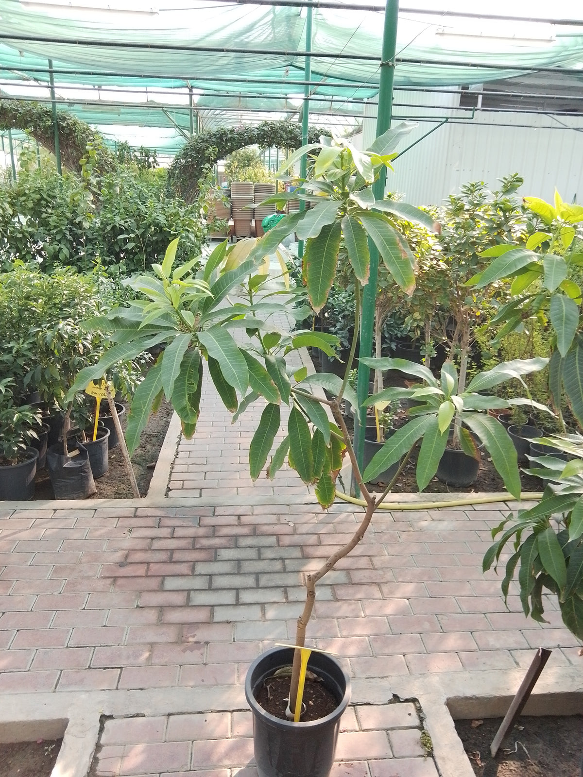 mango
