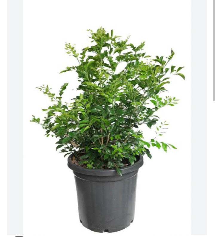 Orange Jasmine Plant