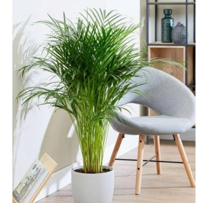 Areca Palm