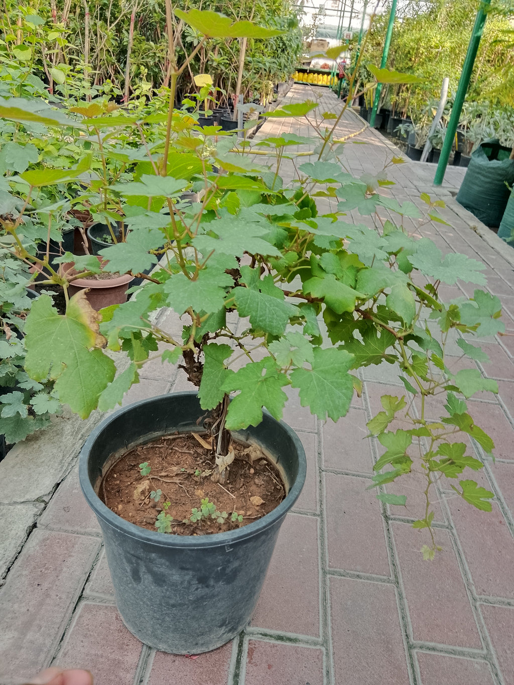 Grape Vine
