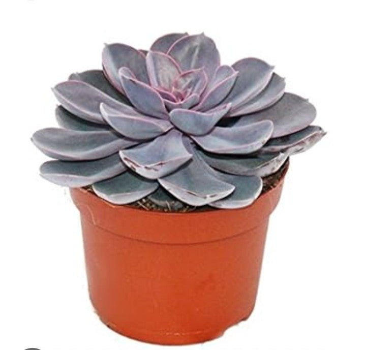 Echeveria perle von nurberg