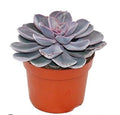 Echeveria perle von nurberg