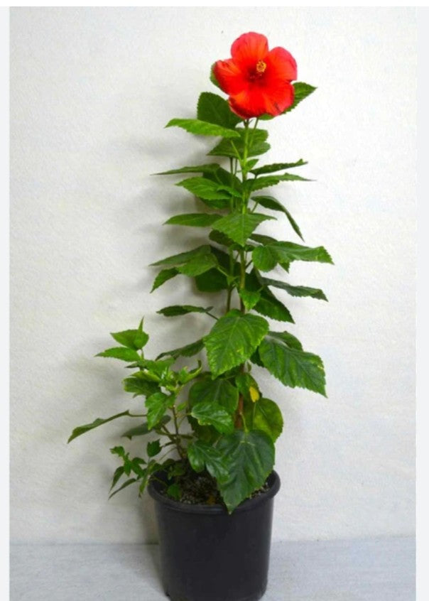Hibiscus Red