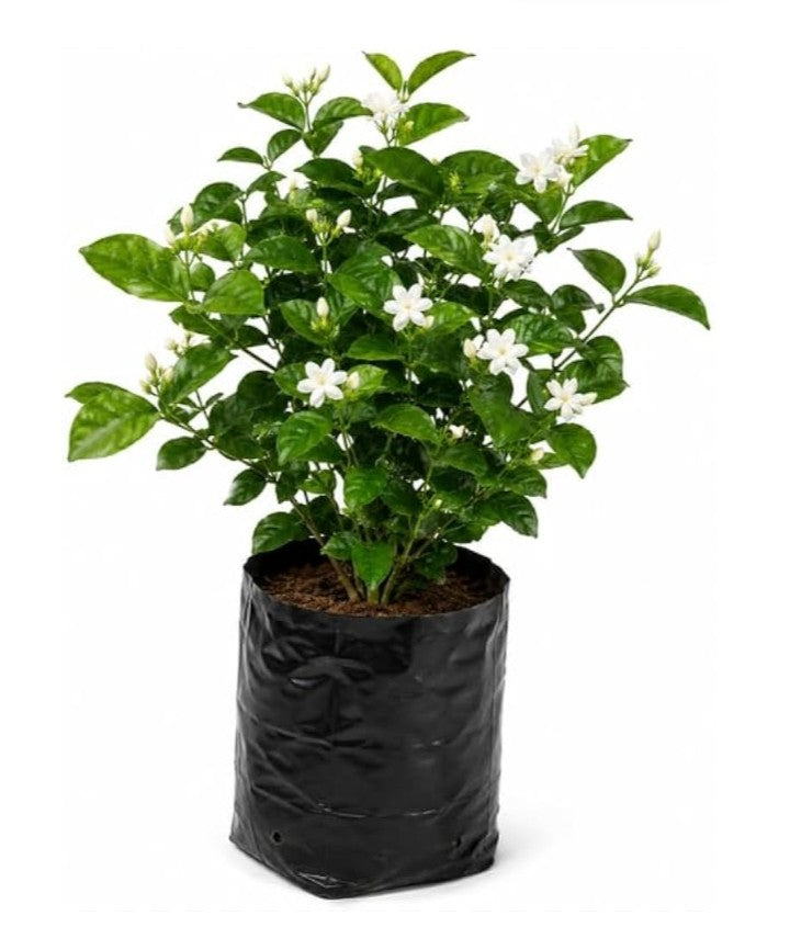 Mogra Jasmine
