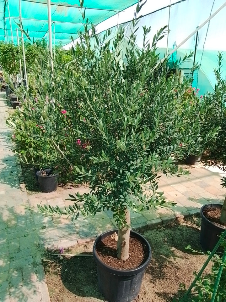 olive tree