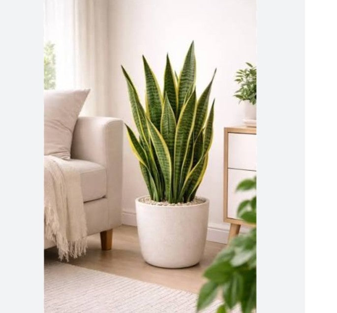 snake plant (dig size) without pot