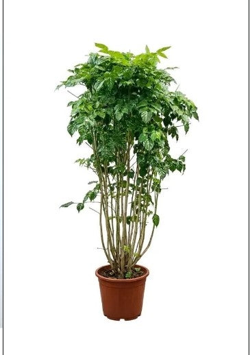 CHINA DOLL PLANT  (Big size)