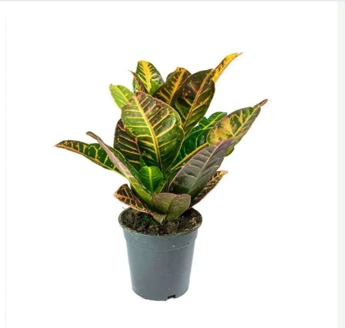Croton Petra