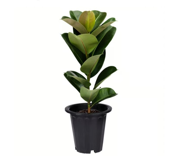 Rubber plant