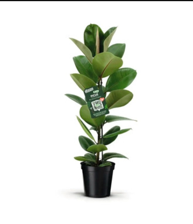 Rubber plant (without)