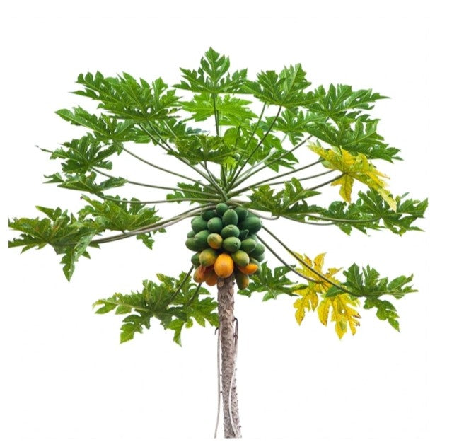 Carica Papaya tree (medium)