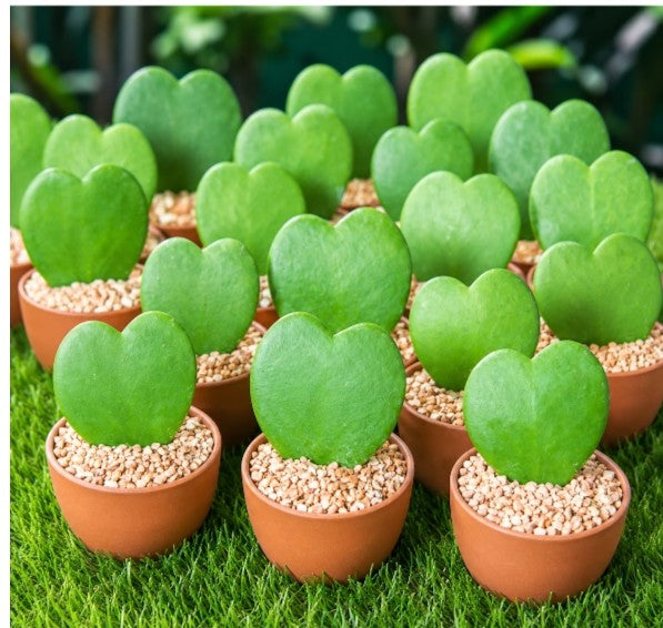 Hoya kerrii Hoya