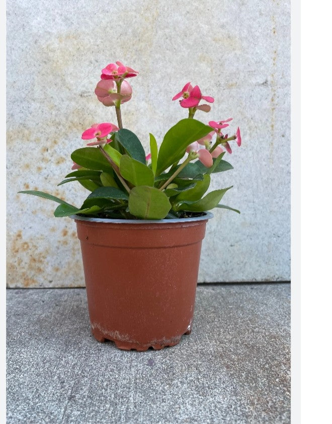 Euphorbia