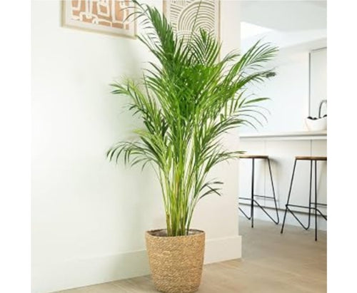 Areca Palm