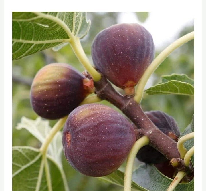 Fig Tree