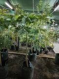 Carica Papaya Tree Big