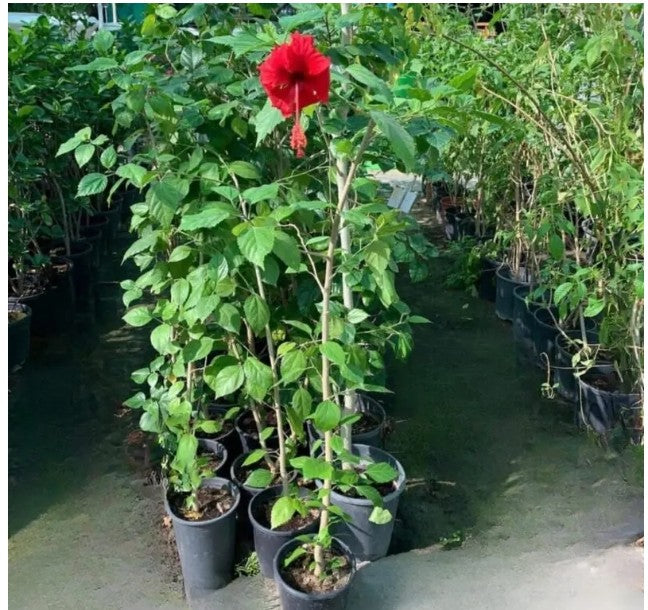Hibiscus Red