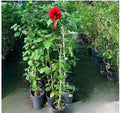 Hibiscus Red
