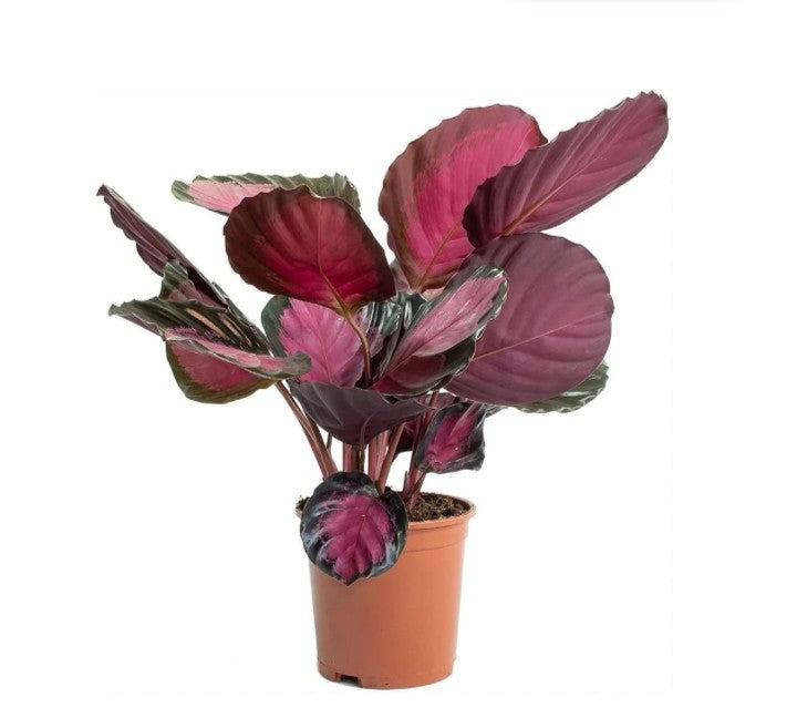 Garden Art Calathea picturata