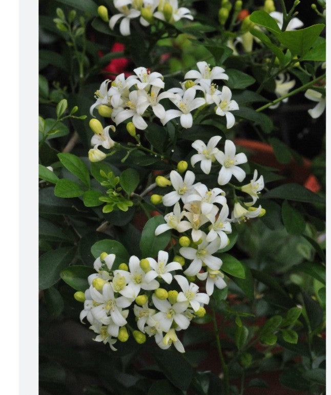 Orange Jasmine Plant