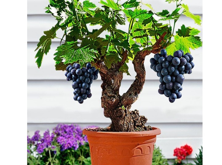 Grape Vine