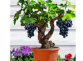 Grape Vine
