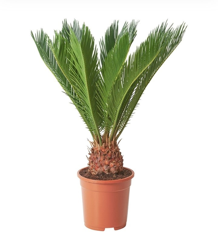 Cycas Revoluta