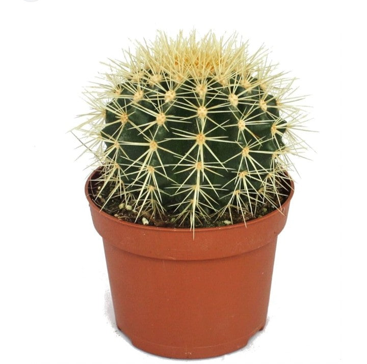 Echinocactus Grusonii