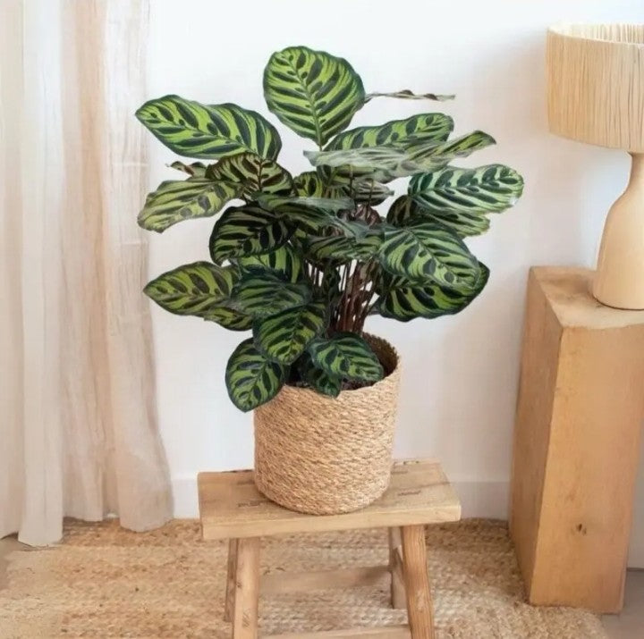 Peacock Plant