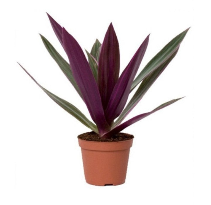 Rhoeo discolor Compacta