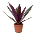 Rhoeo discolor Compacta
