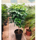 CHINA DOLL PLANT  (Big size)