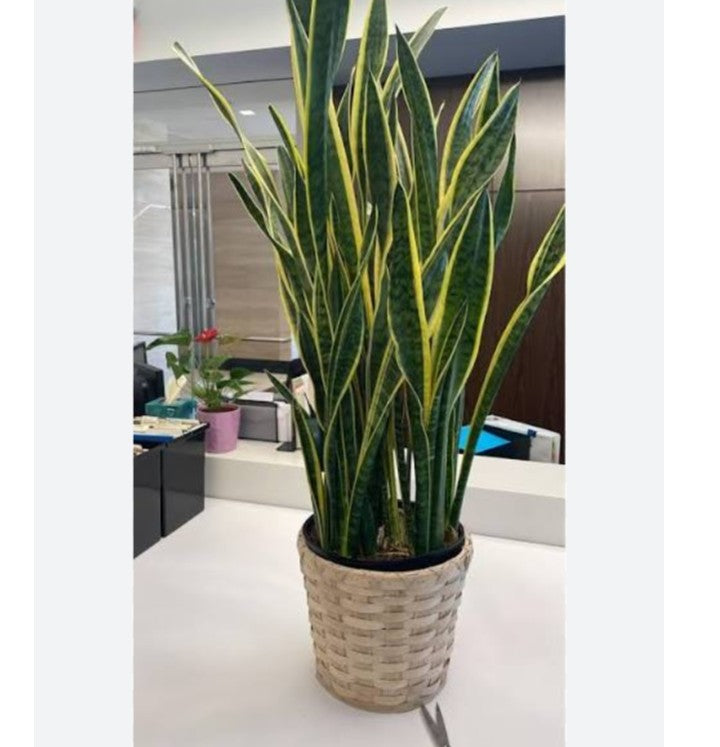 snake plant (dig size) without pot