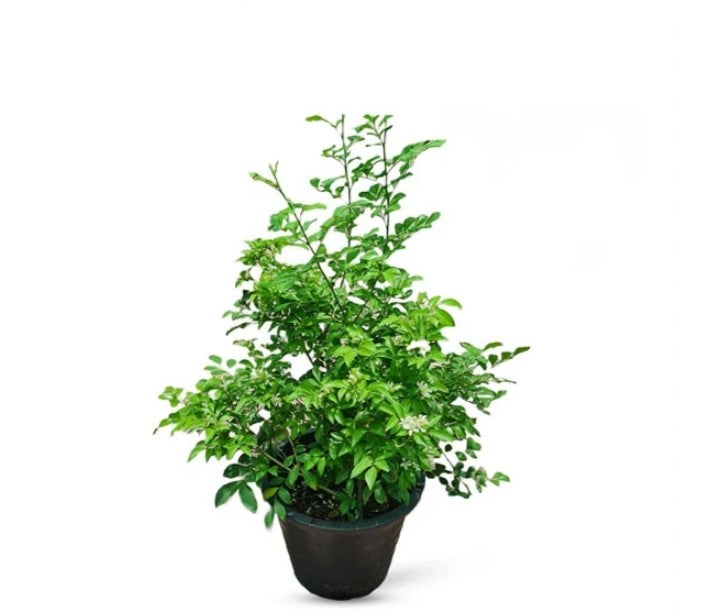 Orange Jasmine Plant